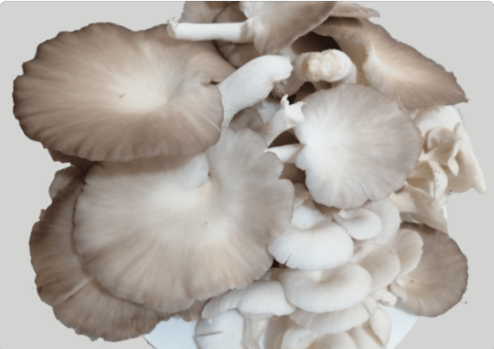 mushroom supplement 5